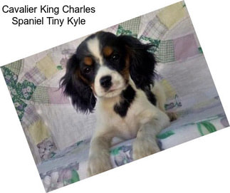 Cavalier King Charles Spaniel Tiny Kyle