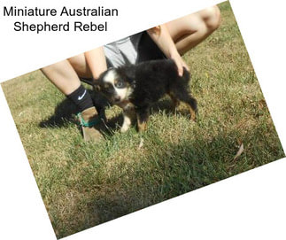 Miniature Australian Shepherd Rebel