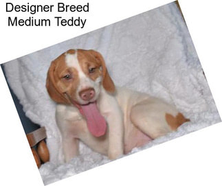 Designer Breed Medium Teddy