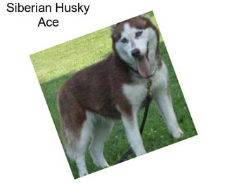 Siberian Husky Ace