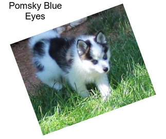 Pomsky Blue Eyes