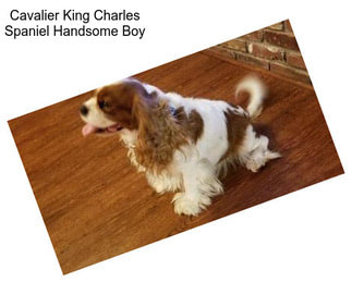 Cavalier King Charles Spaniel Handsome Boy