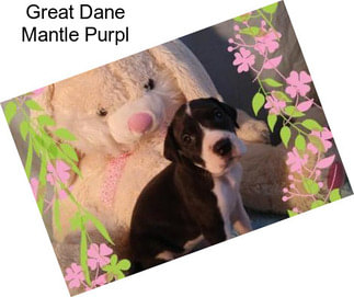 Great Dane Mantle Purpl
