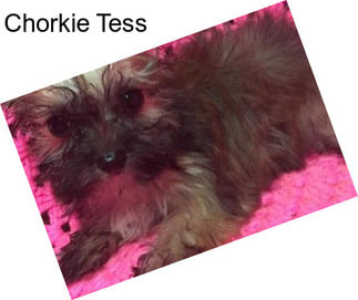 Chorkie Tess