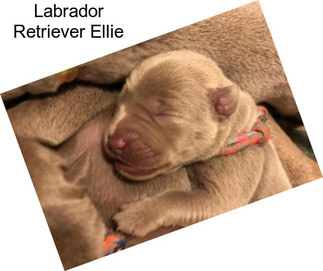Labrador Retriever Ellie