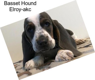 Basset Hound Elroy-akc