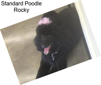 Standard Poodle Rocky