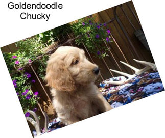 Goldendoodle Chucky