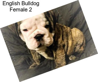 English Bulldog Female 2