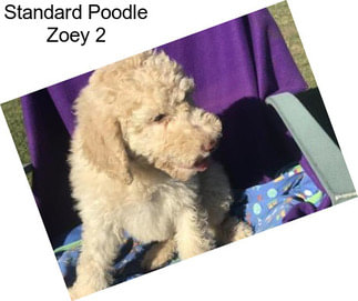 Standard Poodle Zoey 2