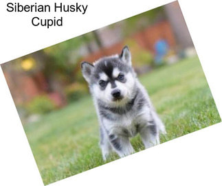 Siberian Husky Cupid