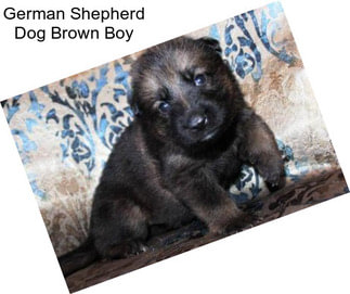 German Shepherd Dog Brown Boy