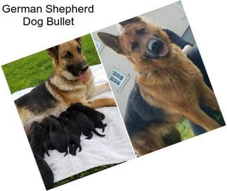 German Shepherd Dog Bullet