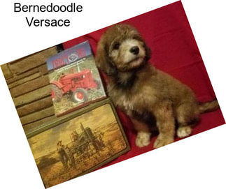 Bernedoodle Versace