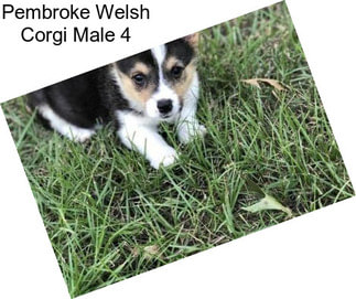 Pembroke Welsh Corgi Male 4