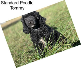 Standard Poodle Tommy