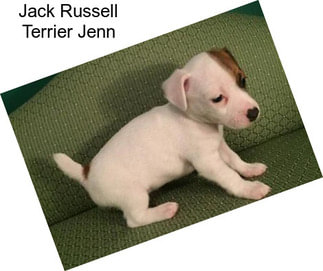 Jack Russell Terrier Jenn