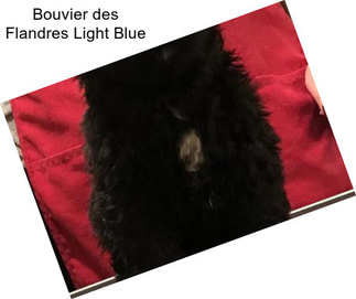 Bouvier des Flandres Light Blue