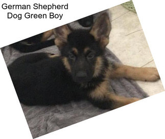 German Shepherd Dog Green Boy