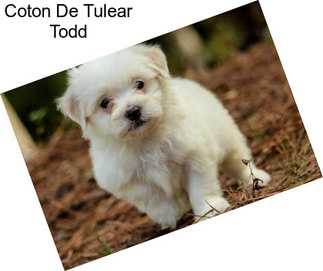 Coton De Tulear Todd