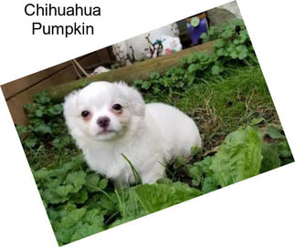 Chihuahua Pumpkin