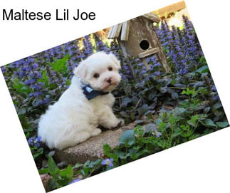 Maltese Lil Joe