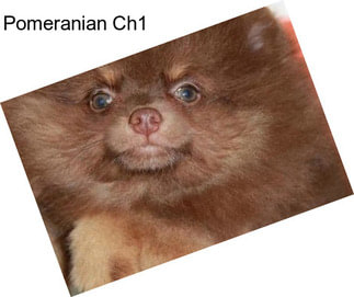 Pomeranian Ch1