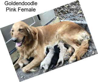 Goldendoodle Pink Female
