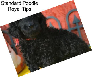 Standard Poodle Royal Tips