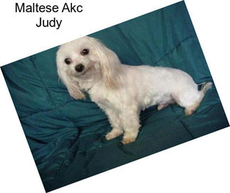 Maltese Akc Judy