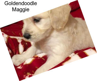 Goldendoodle Maggie
