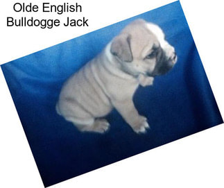 Olde English Bulldogge Jack