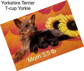 Yorkshire Terrier T-cup Yorkie