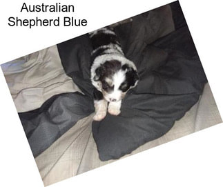 Australian Shepherd Blue