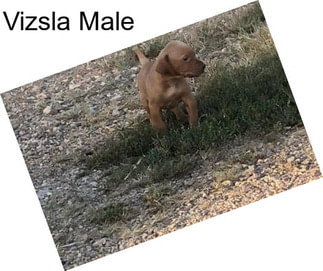 Vizsla Male