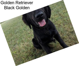 Golden Retriever Black Golden