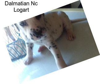 Dalmatian Nc Logart