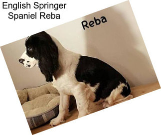 English Springer Spaniel Reba