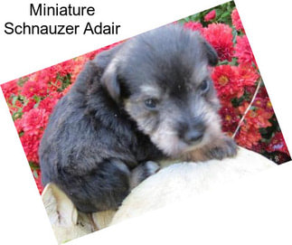 Miniature Schnauzer Adair