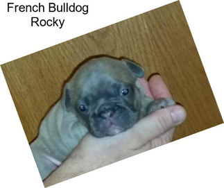 French Bulldog Rocky