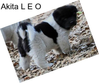 Akita L E O