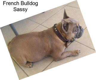 French Bulldog Sassy