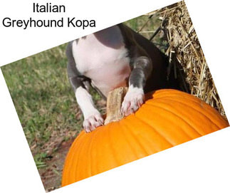 Italian Greyhound Kopa