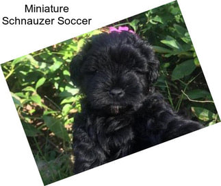 Miniature Schnauzer Soccer