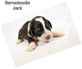 Bernedoodle Jack