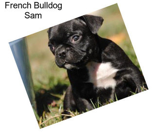 French Bulldog Sam