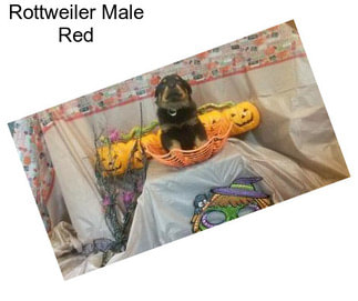 Rottweiler Male Red