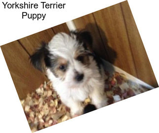 Yorkshire Terrier Puppy