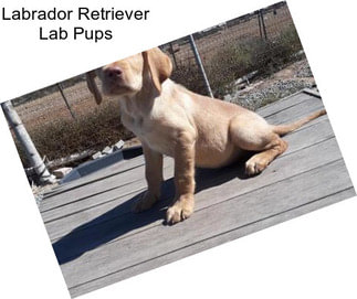 Labrador Retriever Lab Pups