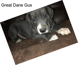 Great Dane Gus
